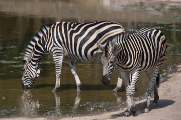 Fototapeta na wymiar Drinking Chapman's zebra (Equus quagga chapmani)