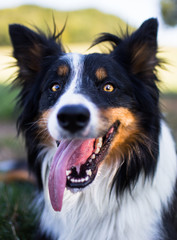 Portrait of tri colored border collie with big grin on his face