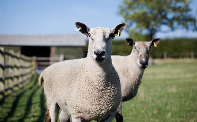 Fototapeta premium Portrait of ram with second ram behind him out of focus