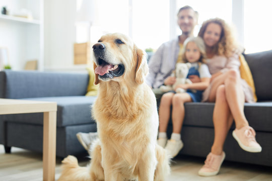 Cute fluffy labrador pet sitting in living-room with family of three on background