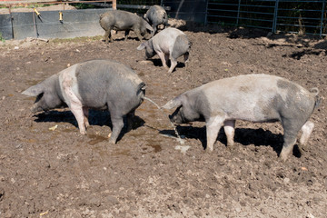 Angler Sattelschwein beim urinieren/pinkeln