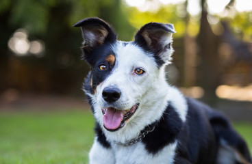 Beautiful portrait of border collie dog with half white face