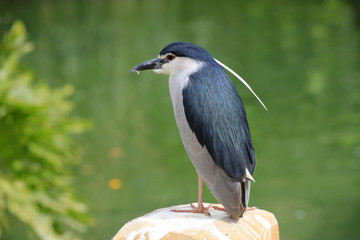 Nachtreiher (Nycticorax nycticorax)