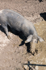 Angler Sattelschwein  mit Schnauze voller Schlamm
