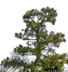Japanese pine tree in the garden on white background