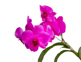 Purple orchid : Isolated on white background