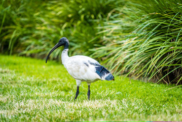 Australian white ibis Threskiornis molucca in a park in Brisbane