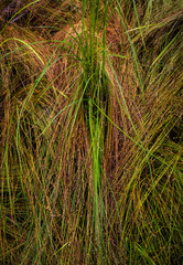 Fallen Grass In Field