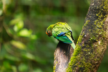 Back of Brazil Green Parrot