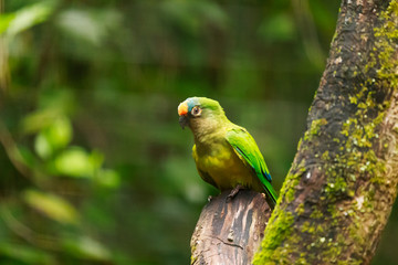 Little Green Parrot Peep 