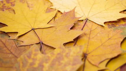 Naklejka na ściany i meble Yellow leaves in autumn