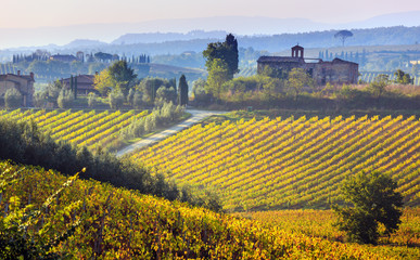 Vineyards in Italy. Photo taken in Tuscany at autumn.