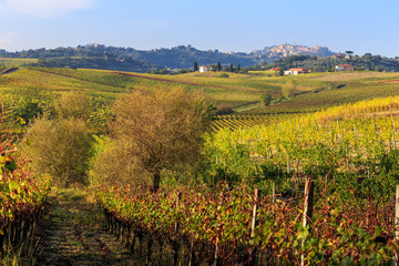 Fototapeta na wymiar Fields and vineyards in Tuscany. Italy. Vineyards near the city of Montepulciano.
