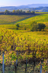 Fototapeta na wymiar Fields and vineyards near Montepulciano