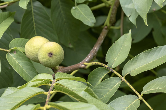 frutti di noce