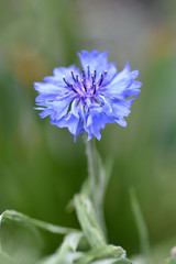 Cornflower
