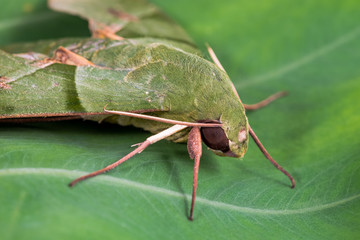 Eumorpha labruscae gaudy sphinx green moth catapilar on leaf hawk-moth