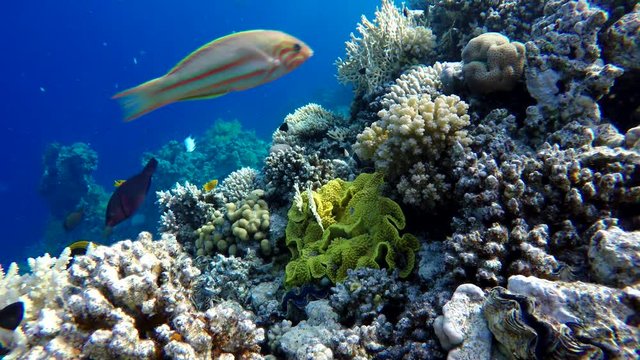 Beautiful corals. Underwater life in the ocean. Tropical fish. 