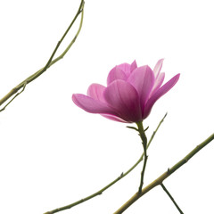 View on one single beautiful fresh pink magnolia flower on a bare branch isolated against white background. The blossoming decorative flower and branches are isolated on white.
