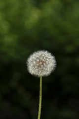 Dandelion white flower on the green background