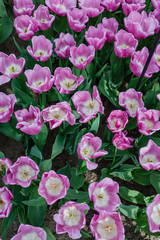 Fototapeta na wymiar tulips in spring field