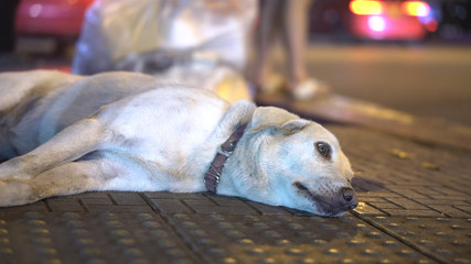 Sad Abandoned Stray Dog