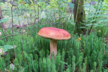 Белый гриб растет во мху.