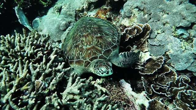 SCUBA Diving with green leatherback turtle in Komodo National Park, Indonesia