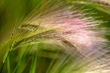 Wild Purple Grass in Field