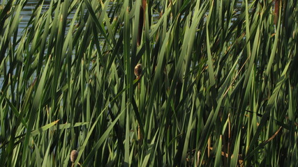 grass with drops of water