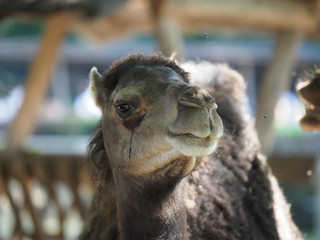 Close up of a camel.