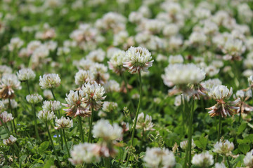 シロツメクサの花