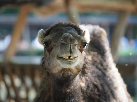 Close up of a camel.