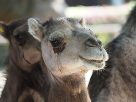 Close up of a camel.