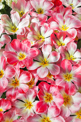 Fototapeta premium tulips in spring field