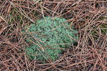 moss hides in pine needles