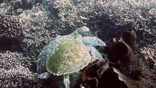 Awesome video of two green leatherback turtles playing together in Komodo National Park Indonesia