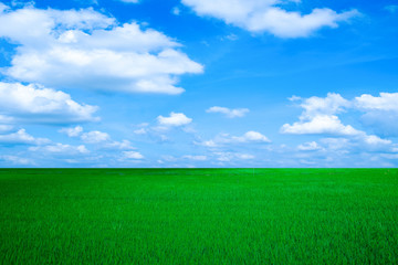Fototapeta na wymiar white cloud on blue sky and green field background Nature Landscape.in thailand summer.parks/outdoor.