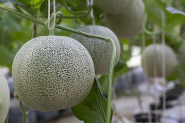 Melon large green, which has a sweet taste are grown in greenhouses.