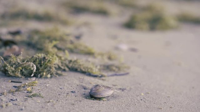 Opened empty shell on the sand beach, with wracks