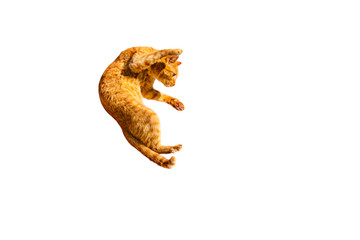 Fototapeta premium Falling down ginger cat isolated on a white background.