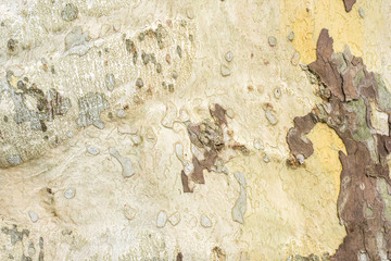 Buchenrinde, schöne Farben und Struktur als Hintergrund,