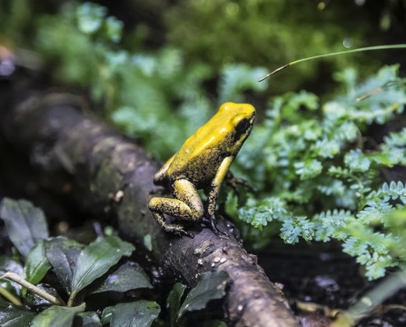 Two-colored poison frog sits on a tree branch