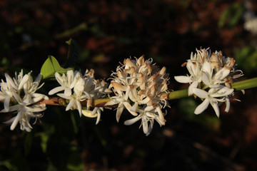 Coffee flower blossoming in coffee tree
