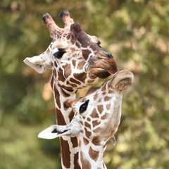 Reticulated giraffe (Giraffa camelopardalis reticulata)