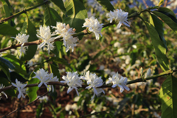 Coffee flower blossoming in coffee tree