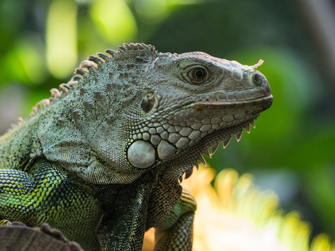 Iguane