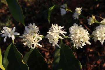 Coffee flower blossoming in coffee tree