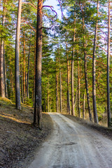 Fototapeta premium View of the Forest Road, heading deaper in the Woods - Moody Photo with Copy Space