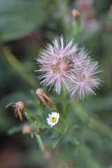 South American white daisy